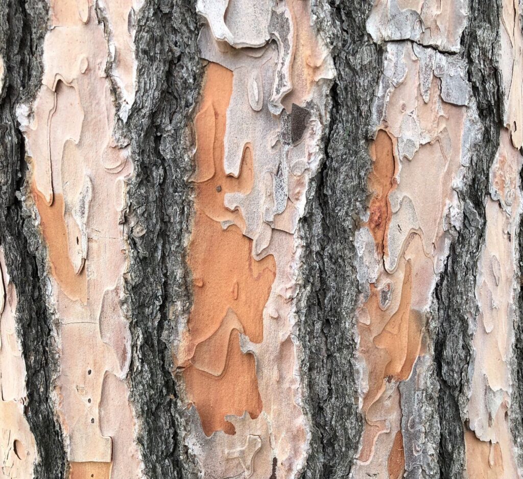 Detail of bark on a tree, relevant to Hanne Linding's "Front Page".